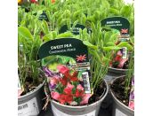 Sweet Pea Continental Mixed Seedlings 9cm pot