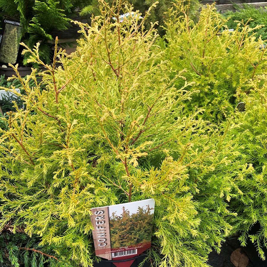 Thuja occid. 'Rheingold' - Knights Garden Centres