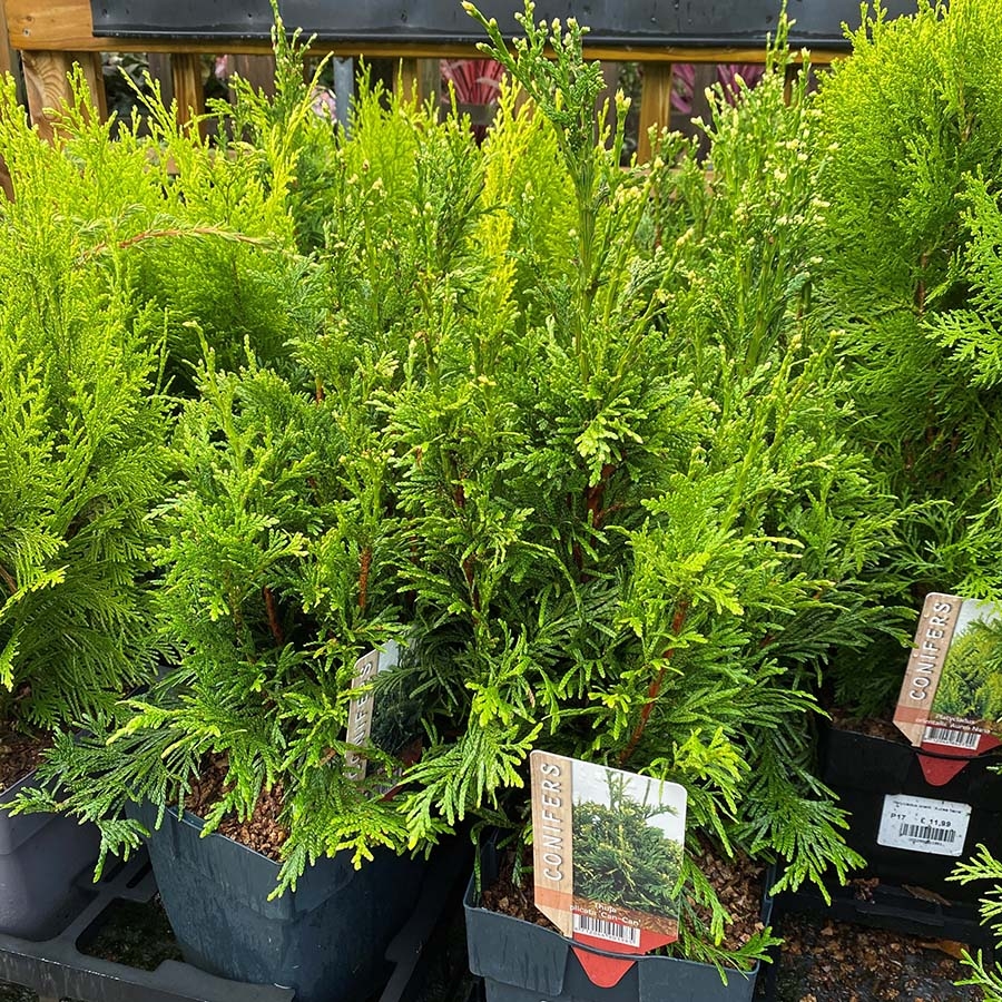 Thuja plicata 'Can-Can' - Knights Garden Centres