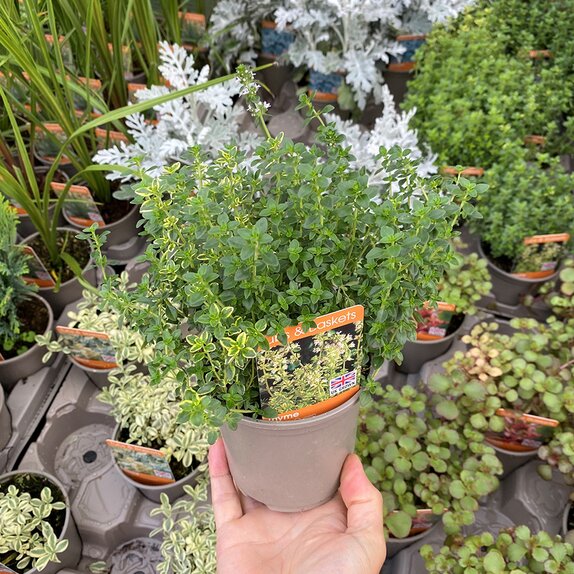 Thyme Golden Queen 11cm pot