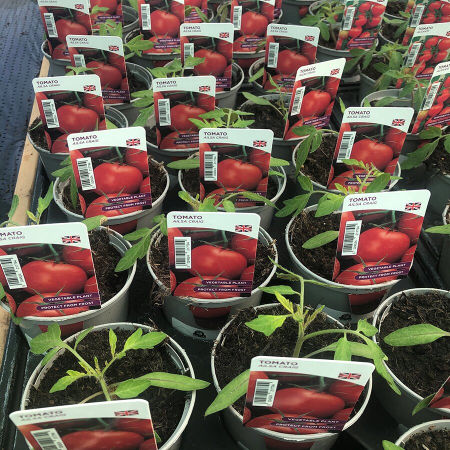 Tomato Plant Ailsa Craig 9cm pot - Knights Garden Centres