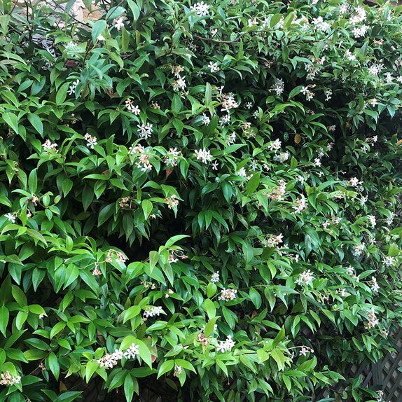 Trachelospermum Jasminoides 5 litre pot - image 1