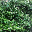 Trachelospermum Jasminoides 10 litre pot - image 2