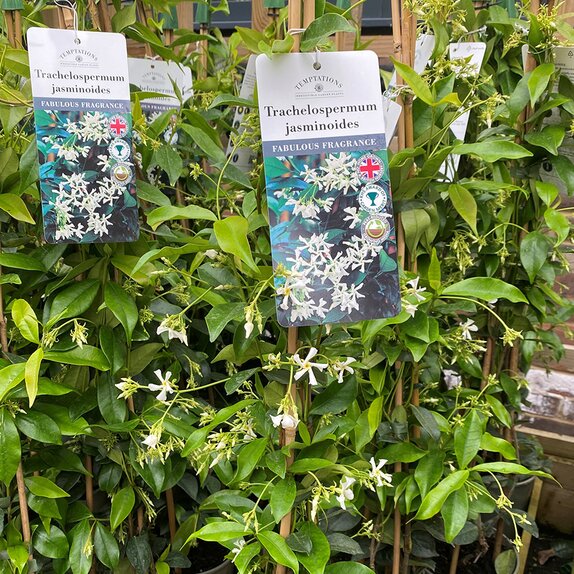 Trachelospermum Jasminoides 5 litre pot - image 2