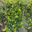 Trachelospermum Jasminoides Espalier