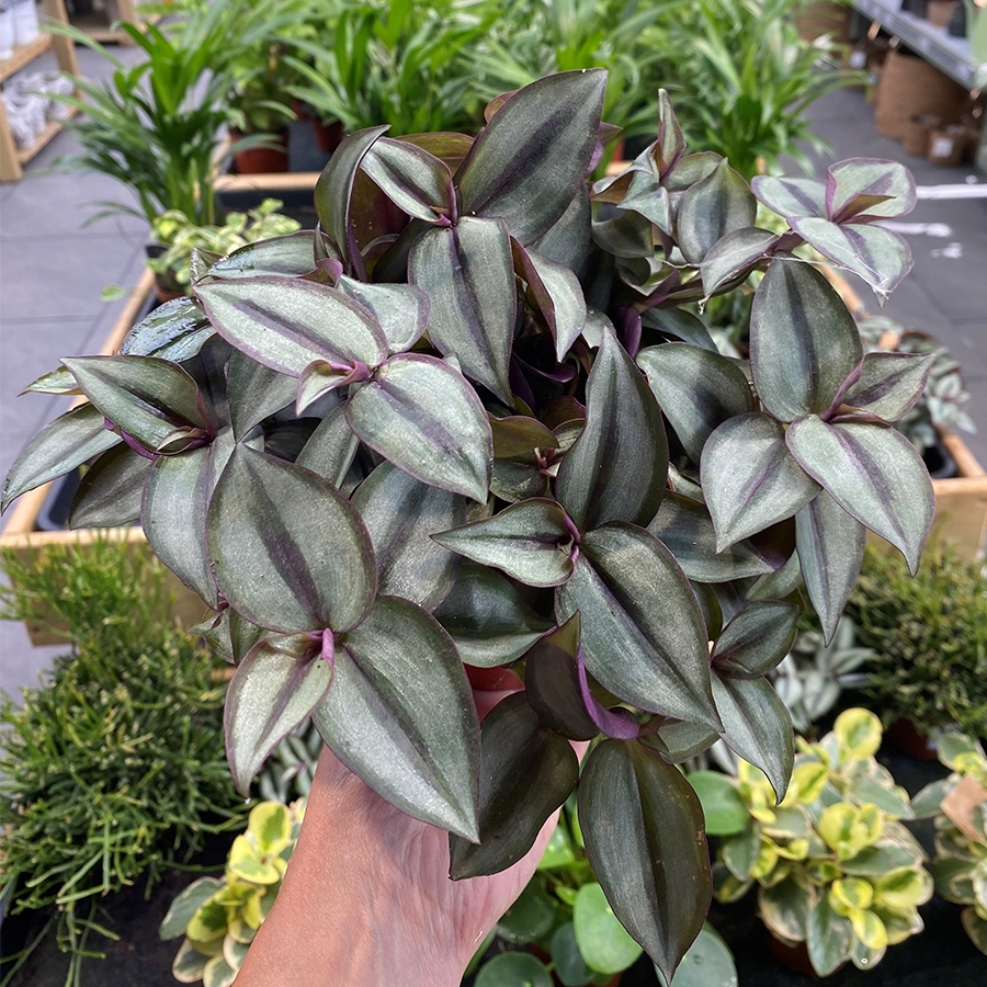 Tradescantia zebrina 'Purpusii' - Knights Garden Centres