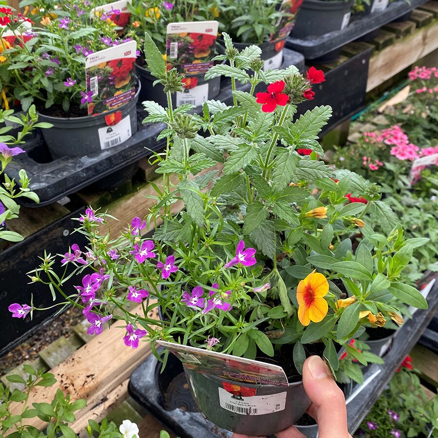 Trixi Ayers Rock 1.5 litre pot - Knights Garden Centres