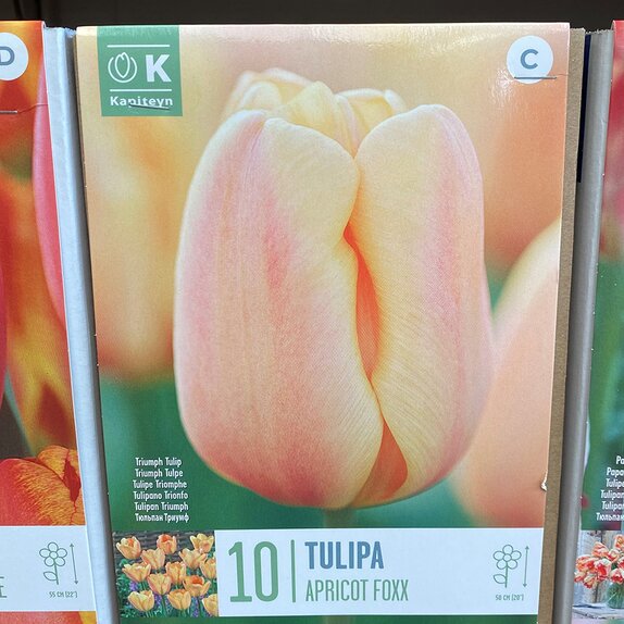 Tulip Apricot Foxx