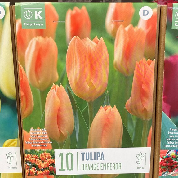 Tulip Fosteriana Orange Emperor