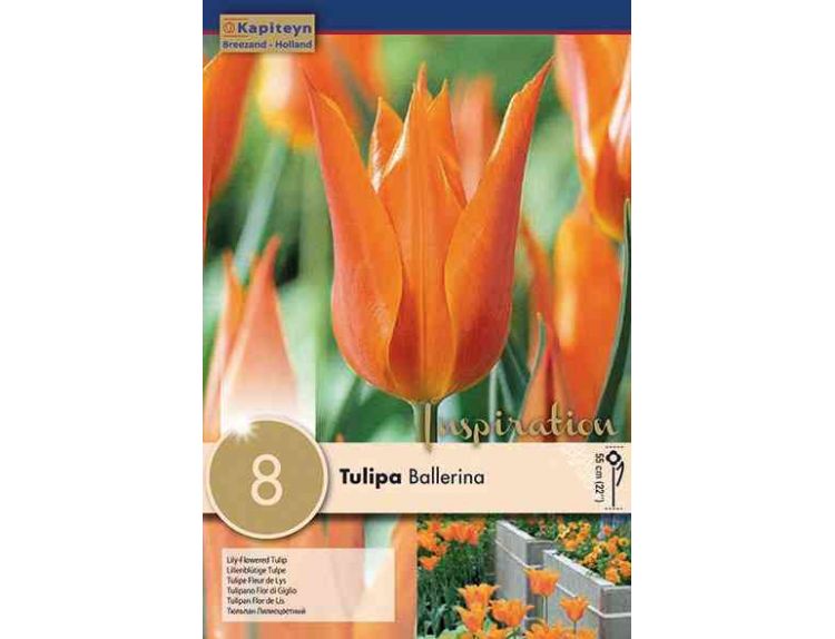 Tulip Lily-Flowered Ballerina