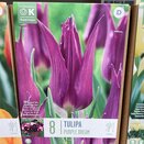 Tulip Lily Flowered Purple Dream