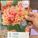 Tulip Premium Collection Brisbane