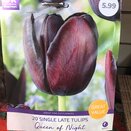 Tulip Queen Of Night Great Value Pack