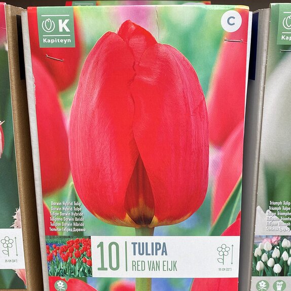 Tulip Red Van Eijk