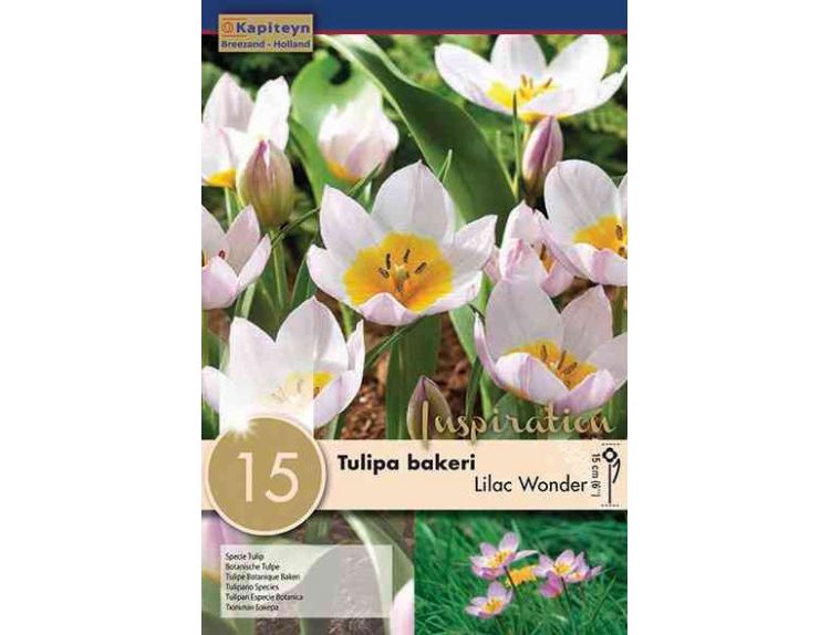 Tulip Specie Bakeri Lilac Wonder