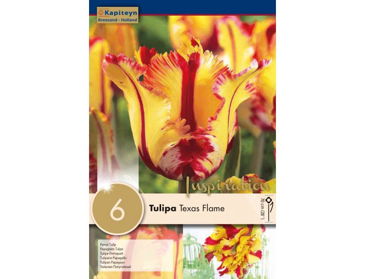 Tulip Texas Flame