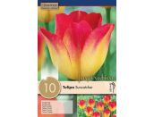 Tulip Triumph Suncatcher