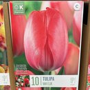 Tulip Van Eijk