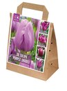 Tulip Violet Shades