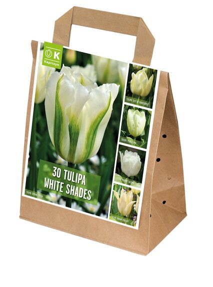 Tulip White Shades