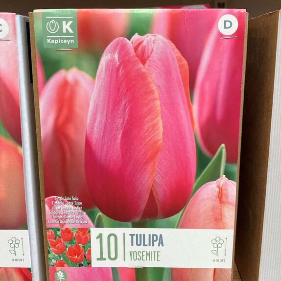 Tulip Yosemite