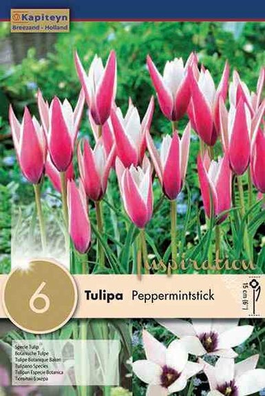 Tulipa Specie Peppermintstick