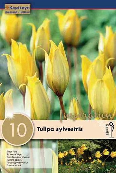 Tulipa Specie Sylvestris