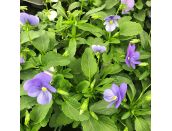 Viola Blue 6 pack