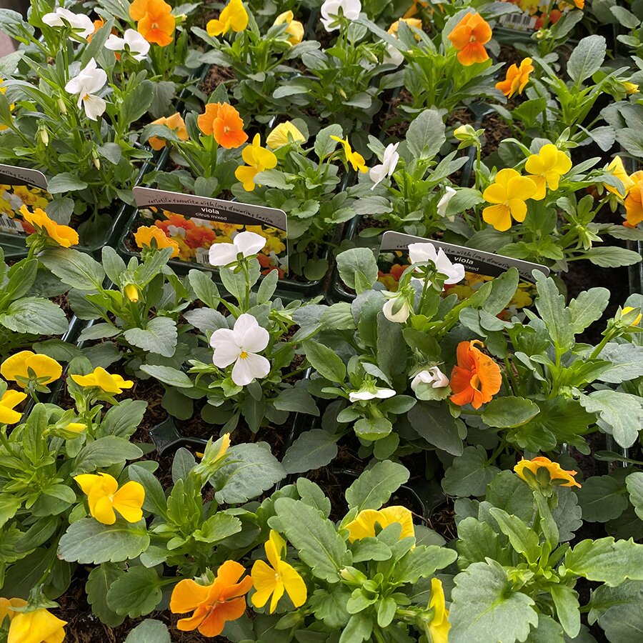 Viola Citrus Mixed 6 pack - Knights Garden Centres