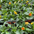 Viola Halloween Mixed 6 pack