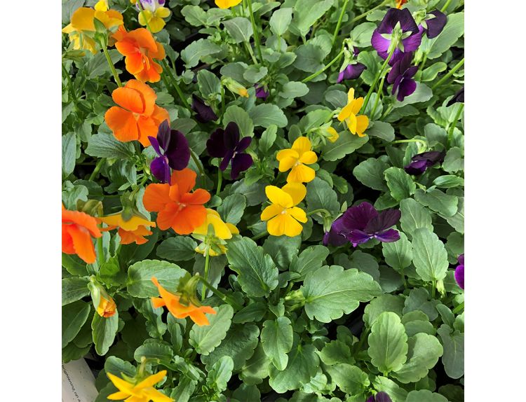 Viola Harvest Mixed 6 pack