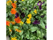 Viola Harvest Mixed 6 pack