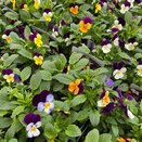 Viola Jump up Mixed 6 pack