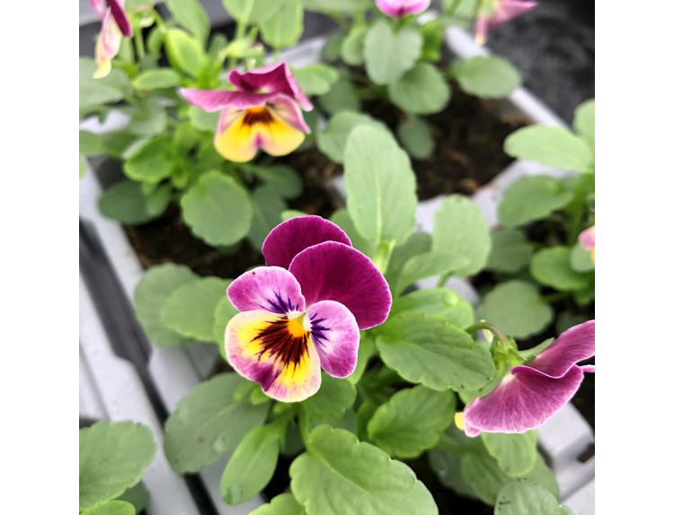 Viola Raspberry 6 pack