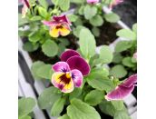 Viola Raspberry 6 pack