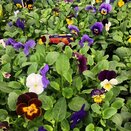 Viola Rocky All Seasons Mixed 20 pk