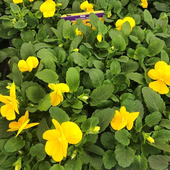 Viola Rocky Golden Yellow 20 pk