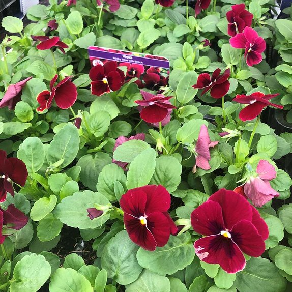 Viola Rocky Rose Blotch 20 pk