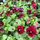 Viola Rocky Rose Blotch 20 pk