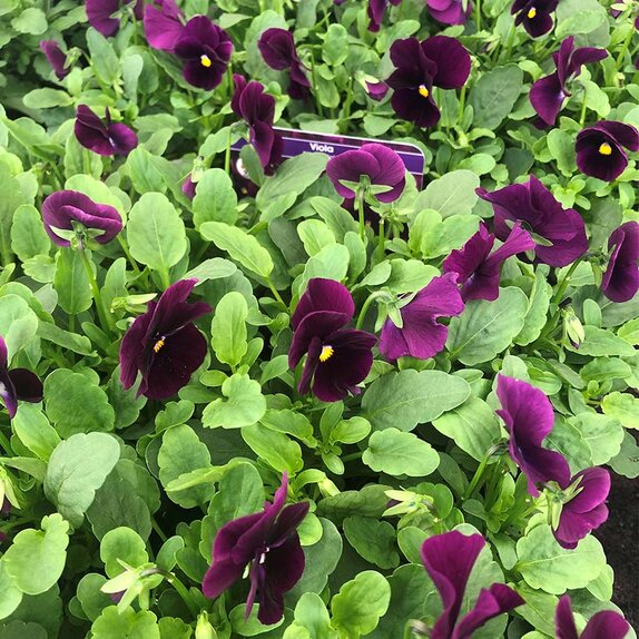 Viola Rocky Violet 20 pk