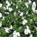 Viola Rocky White 20 pk