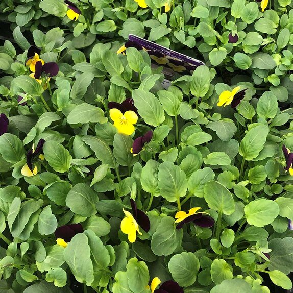 Viola Rocky Yellow Purple Wing 20 pk