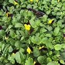 Viola Rocky Yellow Purple Wing 20 pk