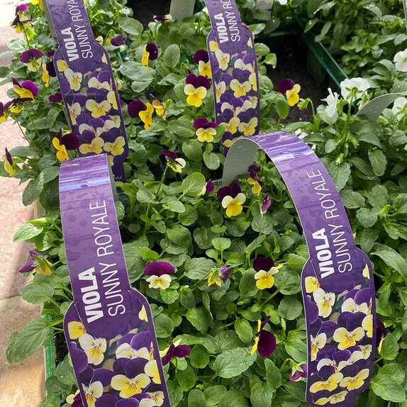 Viola Sunny Royale 6 pack