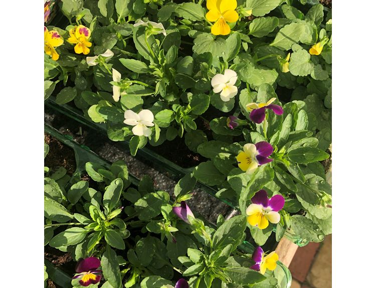 Viola Trailing Mixed Jumbo 6 pack