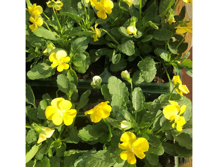 Viola Trailing Pure Yellow Jumbo 6 pack