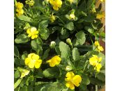 Viola Trailing Pure Yellow Jumbo 6 pack