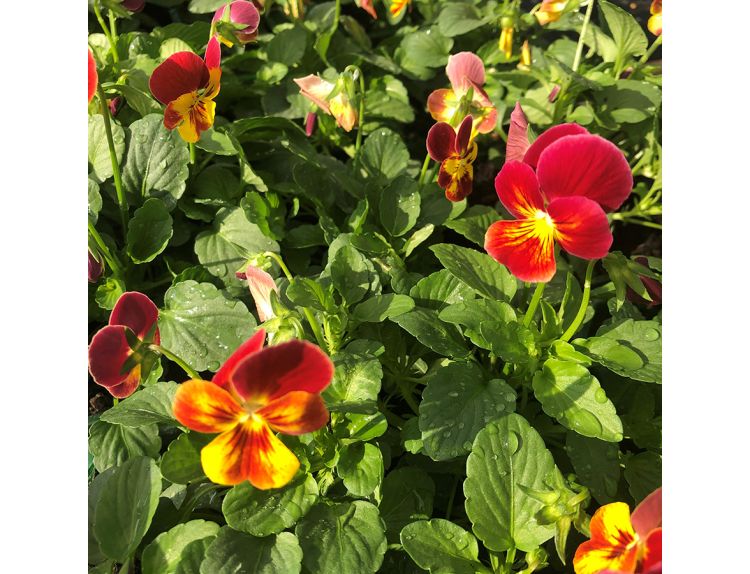 Viola Trailing Red Flair Jumbo 6 pack