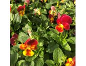 Viola Trailing Red Flair Jumbo 6 pack