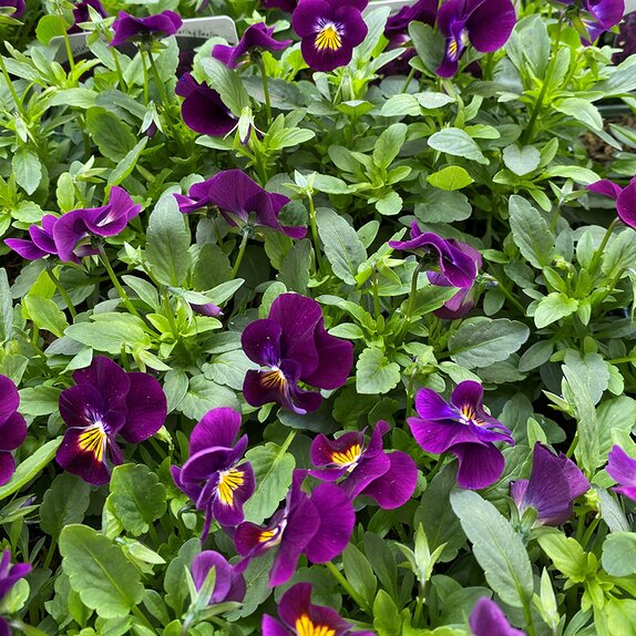 Viola Violet 6 pack